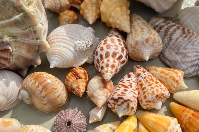 Private Barrier Island Shelling Tour - Who Should Consider This Tour?