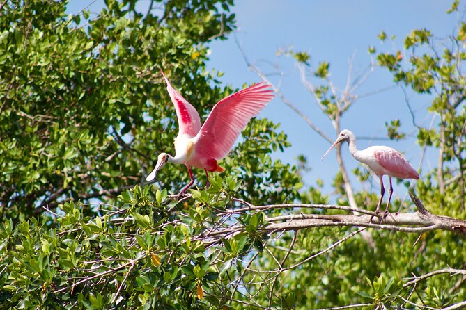 Manatees and Mangrove Tunnels Small Group Kayak Tour - Frequently Asked Questions