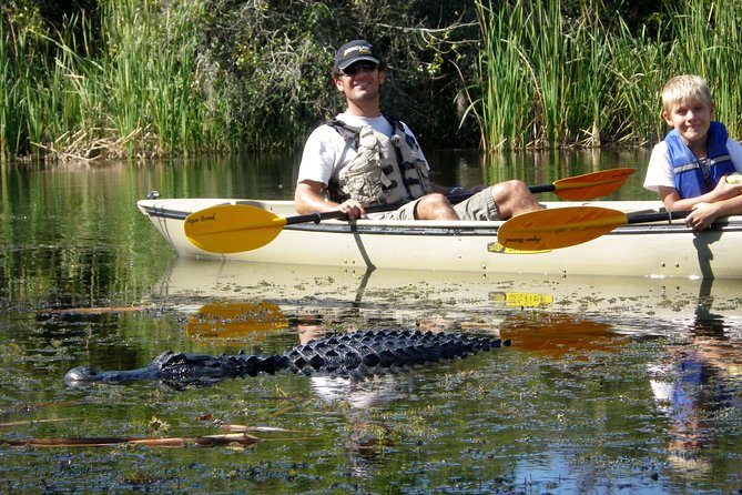 3 Hour Guided Mangrove Tunnel Kayak Eco Tour - Exploring the Hidden Corners of the Florida Everglades by Kayak