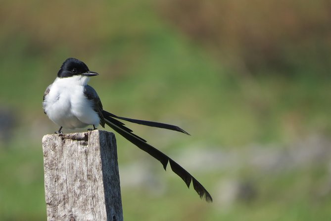 Full Day Birdwatching and Nature Tour - What to Expect on Your Birdwatching and Nature Day