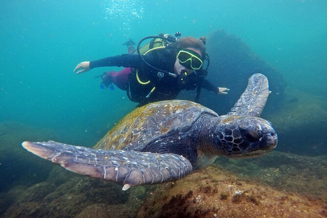 Diving with Turtles in Floripa - The Value of This Adventure