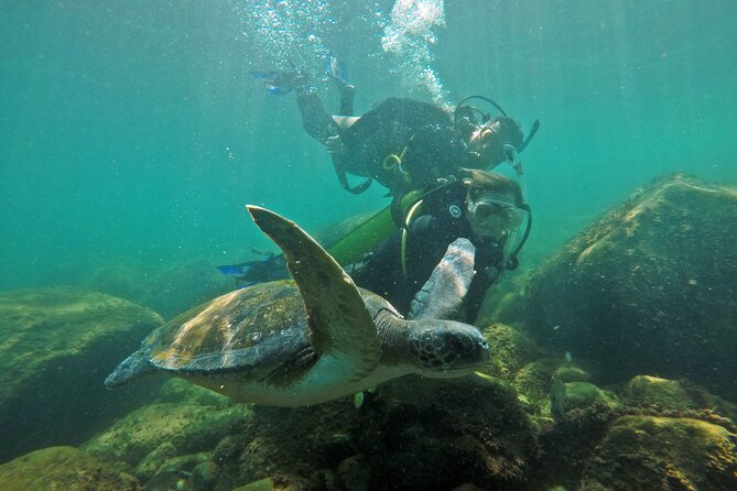 Diving with Turtles in Floripa - Final Thoughts