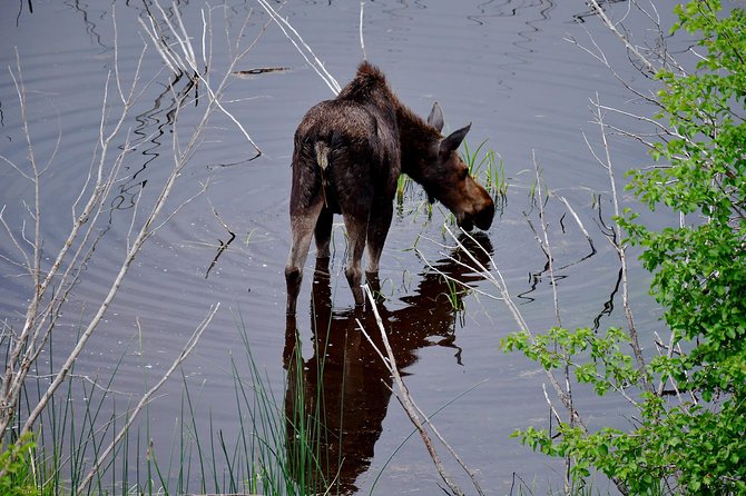 Private Hidden Gems of Yellowstone! Lunch w/ family friendly hikes included! - A Deep Dive into the Yellowstone Hidden Gems Tour