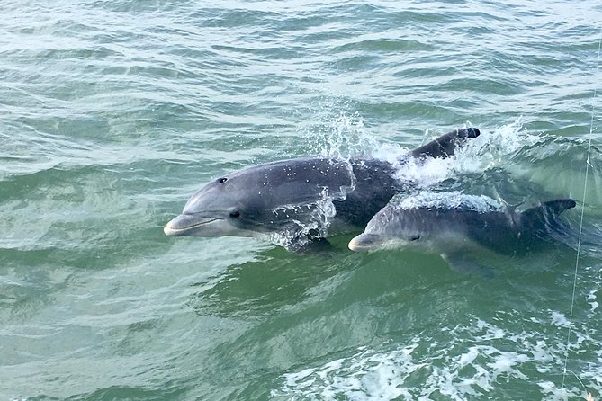Private Historical Wildlife and Dolphin Cruise South Padre Island - Who Will Love This Tour?