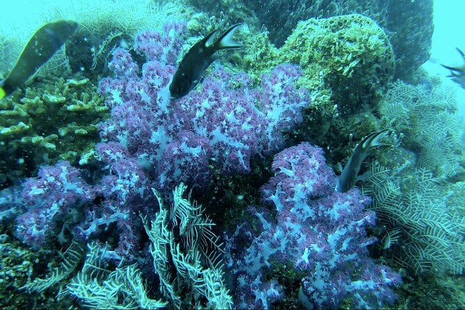 Phu Quoc Coral Reef Diving 1Day Tour - Who Should Consider This Tour?