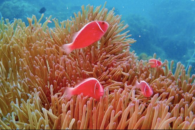 Phu Quoc Coral Reef Diving 1Day Tour - Why This Tour Offers Good Value