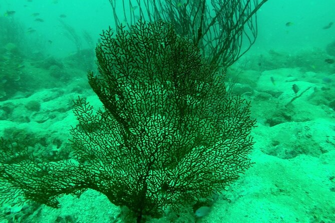 [GROUP] SCUBA DIVING for Certified Divers in Phu Quoc Island - Who Is This Tour Best For?