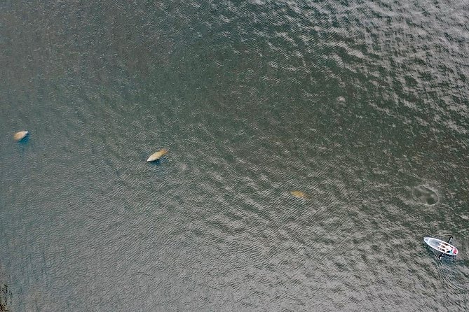 Clear Kayak Tour of Tarpon Springs | Manatee Season - Final Words