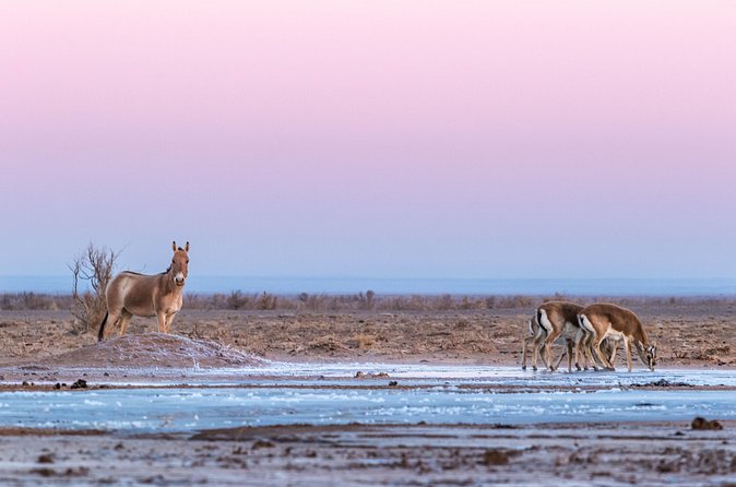 A Day Khustai National Park - Exploring the Itinerary: What Actually Happens During the Day