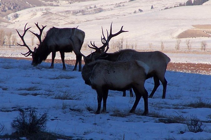 A Day Khustai National Park - Authentic Experiences & Insights from Reviewers