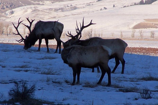 A Day Khustai National Park - Key Points