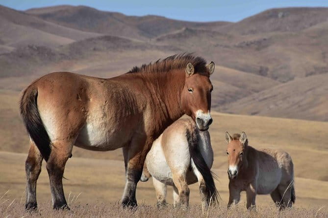 2 Days Hustai National Park and Nomadic homestay tour - Day 2: A Morning in the Wilderness and Return to Ulaanbaatar
