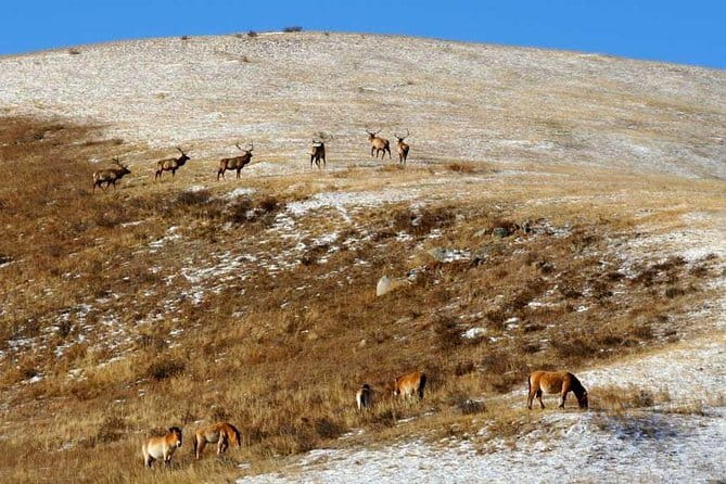 2 Days Hustai National Park and Nomadic homestay tour - A Deeper Look at What This Tour Offers