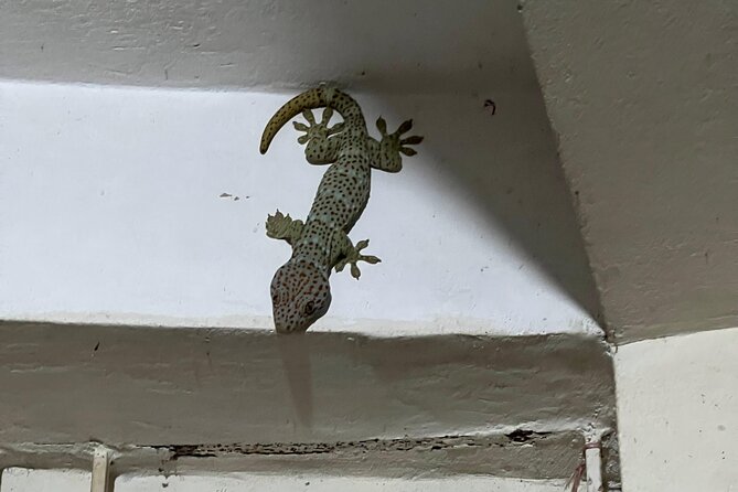 Tea Plantation and Rainforest Tour with Tribal Life in Sreemangal - Day Two: From Rainforests to Lakes and Back to Dhaka