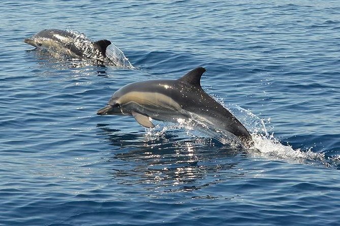 Safari & Boat Tour - Mountains & Dolphins - Who Would Love This Tour?