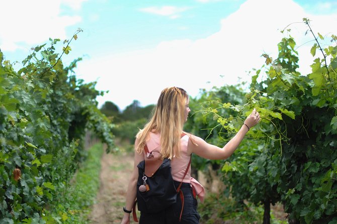 Guided Healdsburg Wine Country Bike and Wine Tasting Tour with lunch - Who Should Consider This Tour?