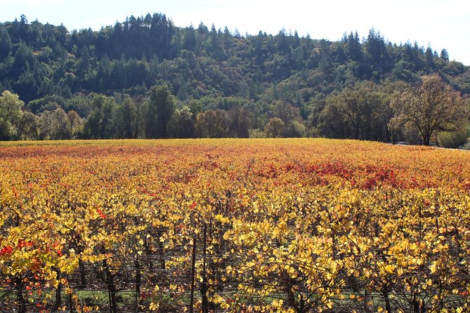Guided Healdsburg Wine Country Bike and Wine Tasting Tour with lunch - Authentic Reviews and Personal Experiences