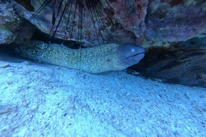 Two Fun Dives for Certified Divers in Koh Kood or Koh Rang - In-Depth Look at the Itinerary