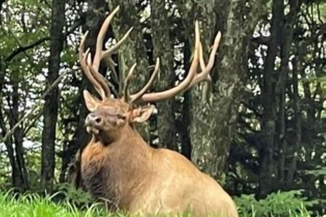 3 - 3.5 HR Smoky Mtn. Cherokee Eco Elk Safari Jeep Adventure - What’s Included and Not