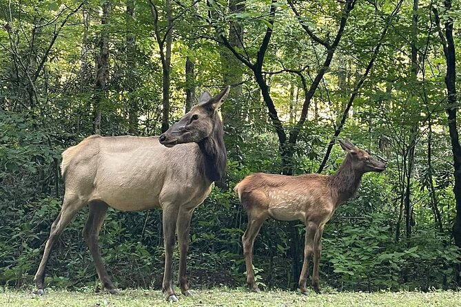 3 - 3.5 HR Smoky Mtn. Cherokee Eco Elk Safari Jeep Adventure - The Experience: What Travelers Say