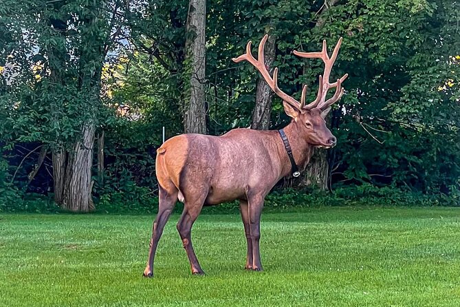 3 - 3.5 HR Smoky Mtn. Cherokee Eco Elk Safari Jeep Adventure - Good To Know