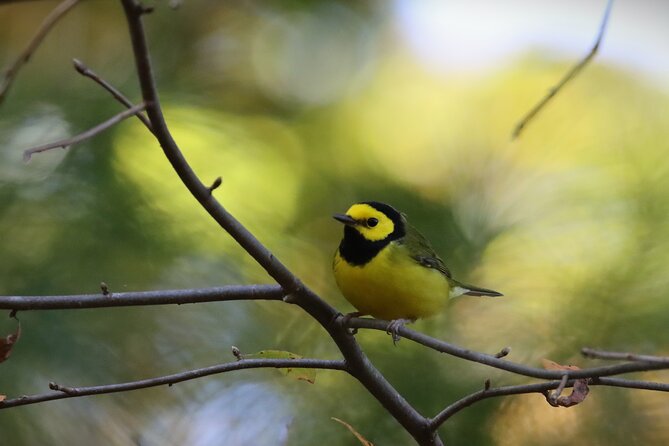 Private Birdwatching Walking Activity in Hendersonville - The Sum Up