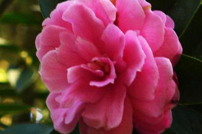 Private Tour: Stone Forest and Flower Birds Market with Lunch - A More Detailed Look at the Attractions