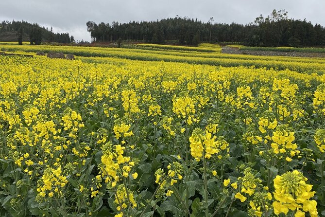 Luoping Jiulong Waterfalls Rapeseed Flowers and Duoyi River - The Sum Up