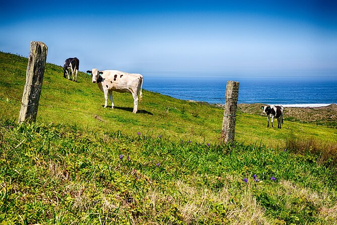 Cow Heaven: A Self-Guided Driving Tour from Point Reyes Seashore to Tomales - Exploring West Marin: Cow Heaven Self-Guided Driving Tour from Point Reyes to Tomales