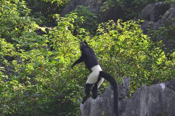 Full-Day Cuc Phuong National Park Hiking Tour - Exploring the Full-Day Cuc Phuong National Park Hiking Tour