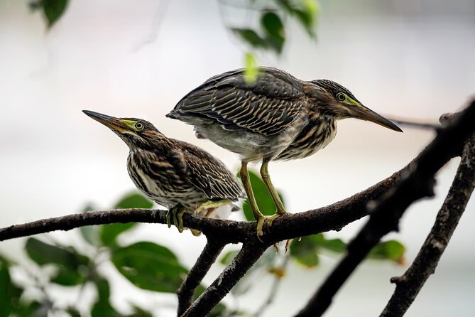 Explore Cuc Phuong National Park: A Guided Trekking Adventure - A Deep Dive Into the Tour Experience