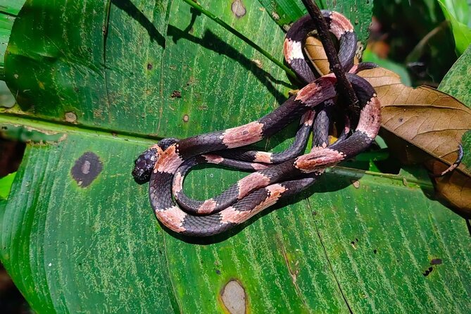Nocturnal tour in Manzanillo Refuge - FAQ
