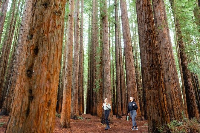 Yarra Valley Redwood Forest Mountain Bike Adventure - FAQs