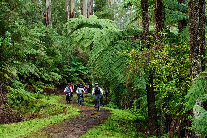Yarra Valley Redwood Forest Mountain Bike Adventure - Key Points