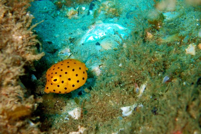 Wave Break Island Scuba Diving on the Gold Coast - A Closer Look at the Itinerary