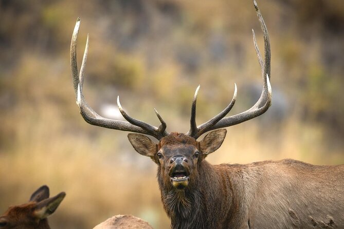 Private Lower Loop Tour of Yellowstone National Park - Good To Know