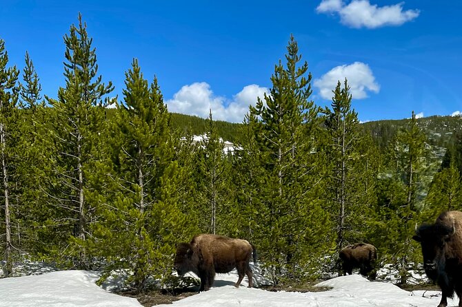 Yellowstone Wildlife and Photo Tours Upper Loop Tour From Cody - FAQ