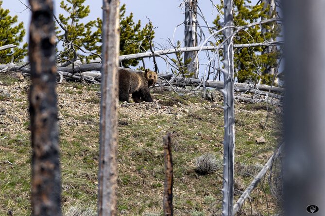 Yellowstone Wildlife and Photo Tours Upper Loop Tour From Cody - Who Should Book This Tour?