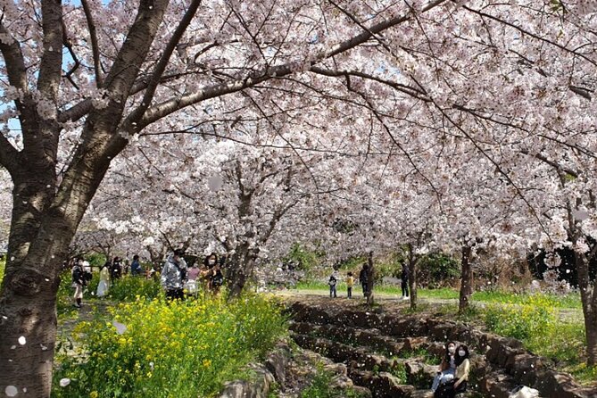 2026 JEJU Cherry Blossom West&South Full Day Tour with UNESCO - Why You’ll Love This Tour
