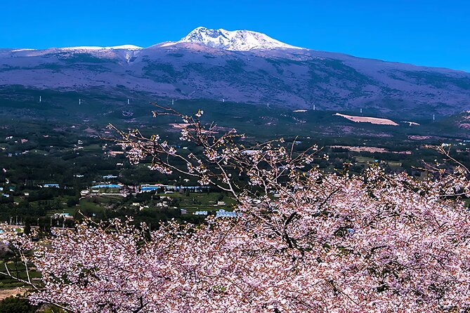2026 JEJU Cherry Blossom West&South Full Day Tour with UNESCO - Potential Drawbacks