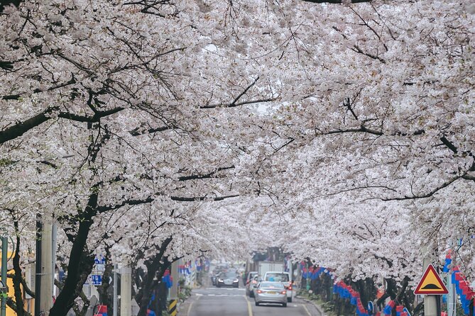 2026 JEJU Cherry Blossom West&South Full Day Tour with UNESCO - Final Thoughts