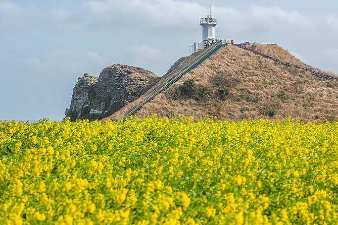 2026 JEJU Cherry Blossom West&South Full Day Tour with UNESCO - FAQ