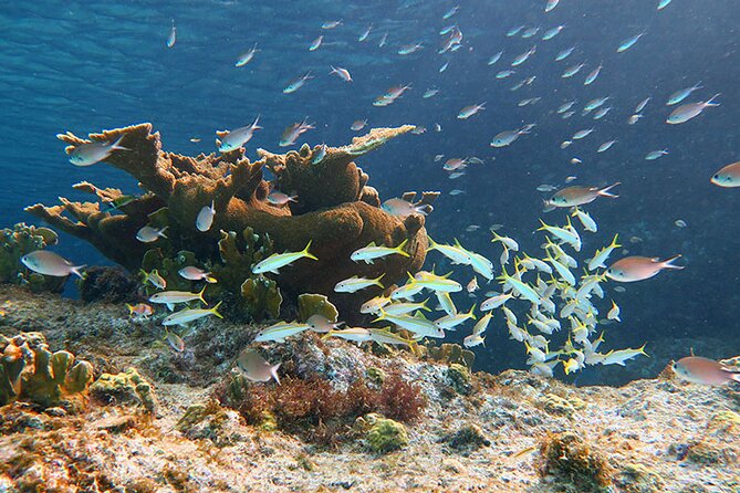 Private Island Kayak and Snorkel Tour in Vieques - Practical Details and Tips