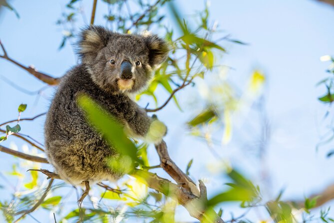 Port Lincoln and Coffin Bay Day Tour - Key Points