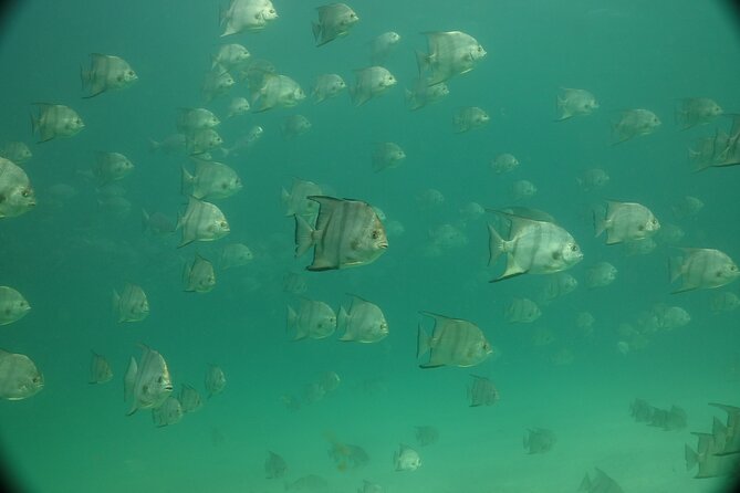 Discover Snorkeling Tour in Panama City - Who Would Enjoy This Tour Most?