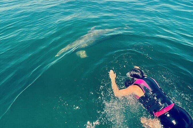 Private Swim with Dolphins And Snorkeling Tour - Why We Think This Tour Is Worth Considering