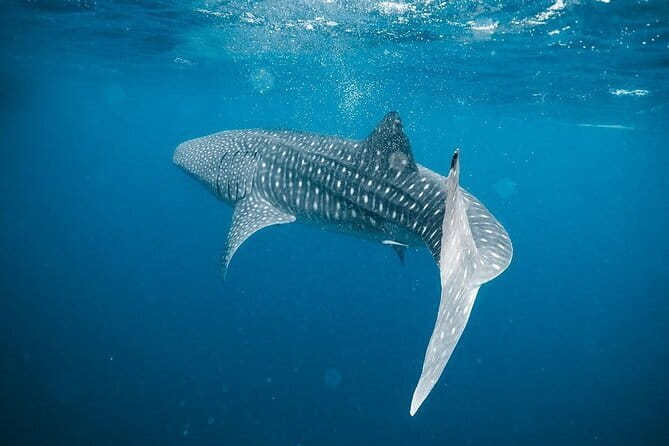 Whale Shark Adventure 2 Days 1 Night Sharing Trip - Insights from Travelers’ Reviews