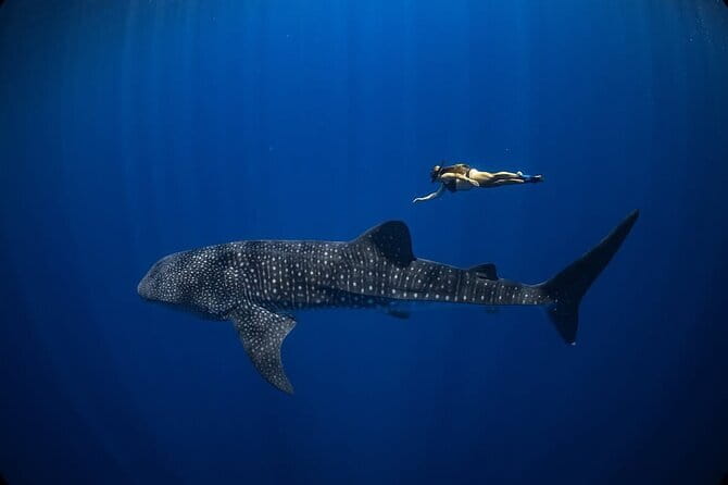Whale Shark Adventure 2 Days 1 Night Sharing Trip - The Practicalities