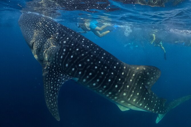 Full Day Sumbawa Tour and Swimming with Whale Sharks - Detailed Itinerary Breakdown