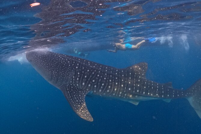 Full Day Sumbawa Tour and Swimming with Whale Sharks - What Travelers Can Expect